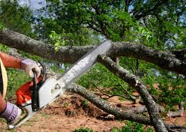 Leaf Removal in Ellwood City, PA